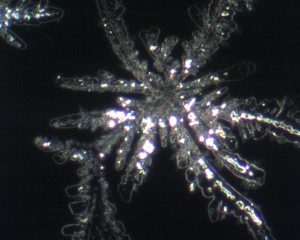 Buch: Hydroxypathie - Auf dem Weg zum bioverfügbaren Menschen