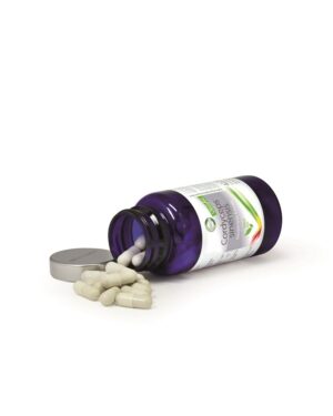 Cordyceps sinensis – Raupenpilz Extrakt